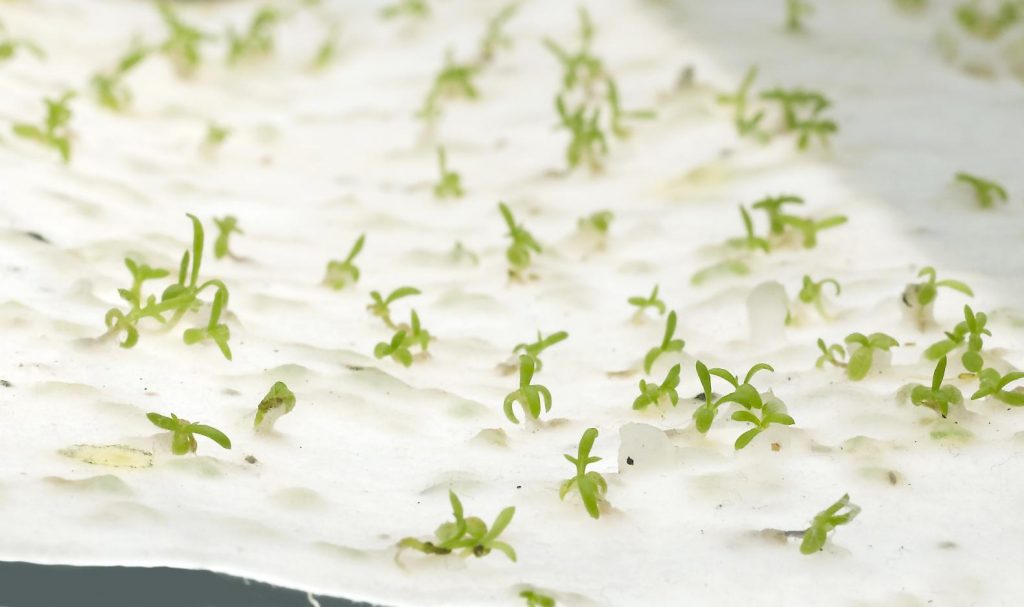 Seeds Tag (Plantable Paper Tags)